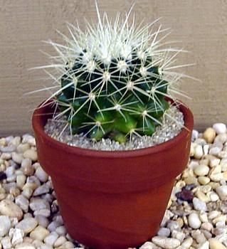 Golden Barrel Cactus   Echinocactus grusonii   2.5 Pot  